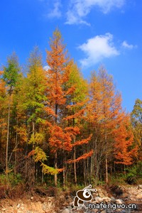 俄罗斯队在国际赛中实现胜利连连