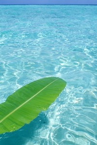 摩纳哥主场击败里尔，守住争冠希望