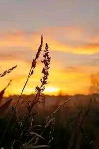 欧洲国家杯竞争激烈：波兰队斩获多场胜利