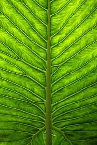 莱斯特城客场不敌，战绩略显不佳需尽快调整